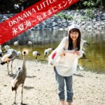 OKINAWA LITTLE TRIP Vol.3 永夏海 2 〜気ままにエンジョイ編〜